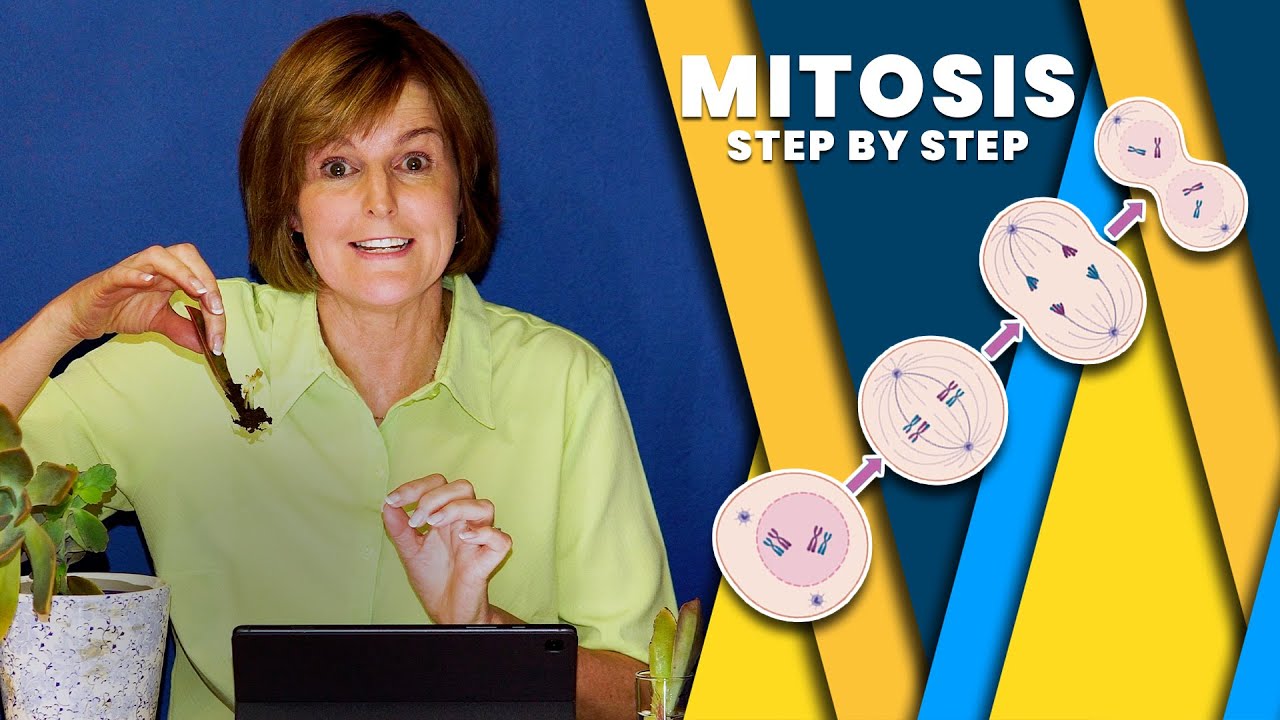 Mitosis Cell Division | Prophase, Metaphase, Anaphase & Telophase | Life Sciences Grade 10-12