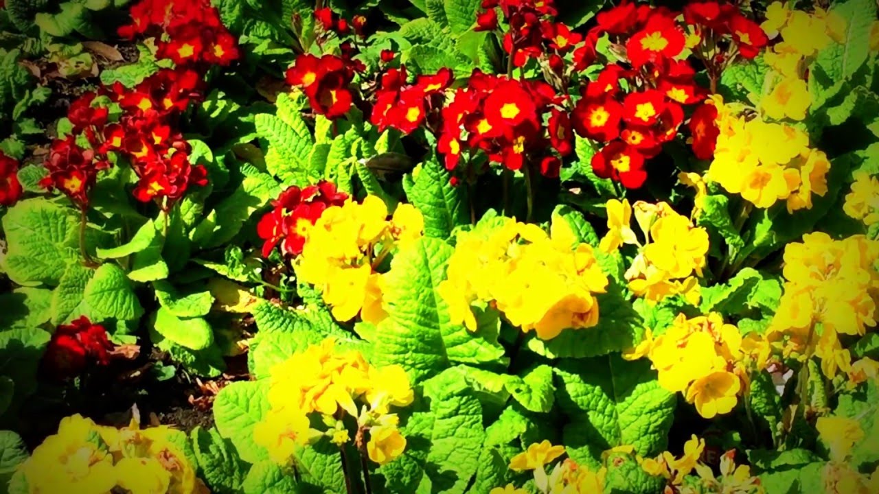 British Spring Blossoms - Clusters Of Yellow And Red Primrose Flowers #primrose #spring #gardening