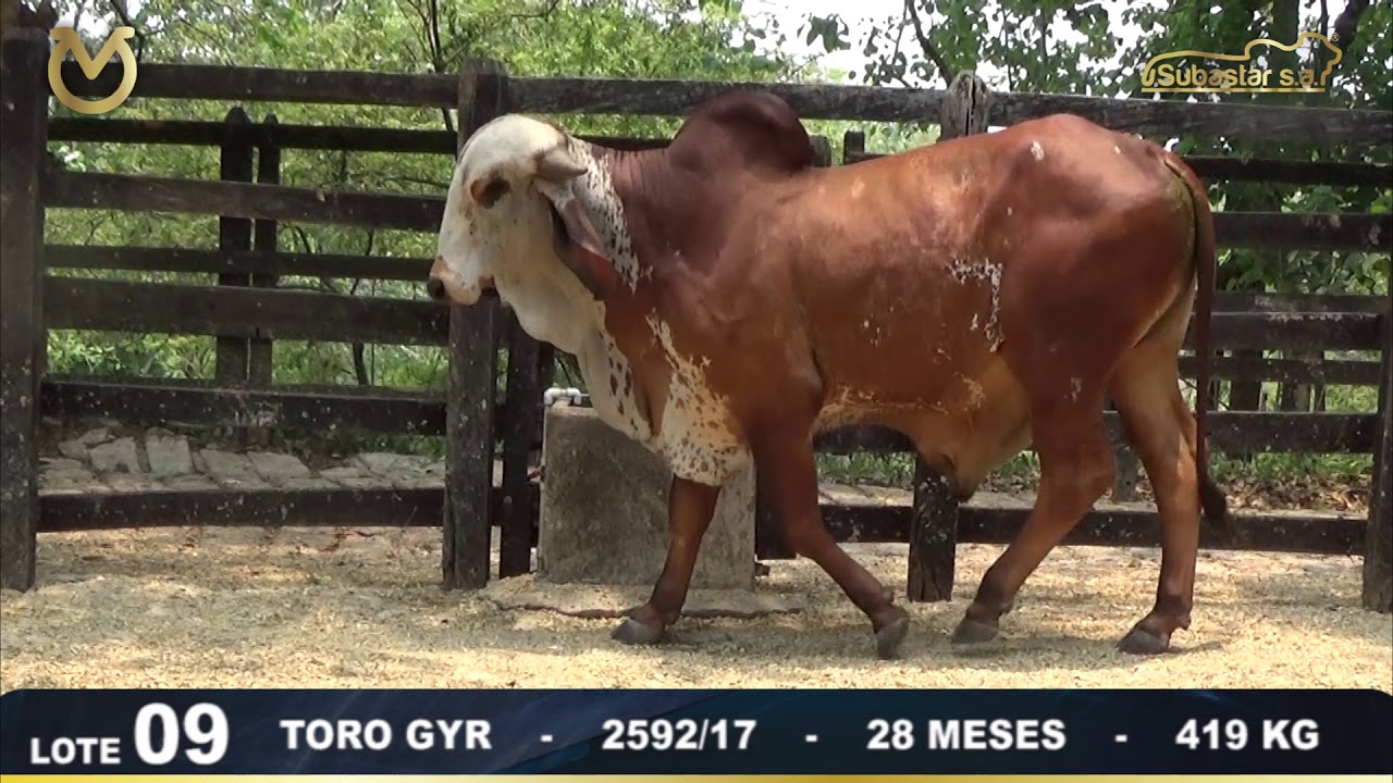 Lote 9 - Remate Virtual Rio Grande y Subastar S.A.