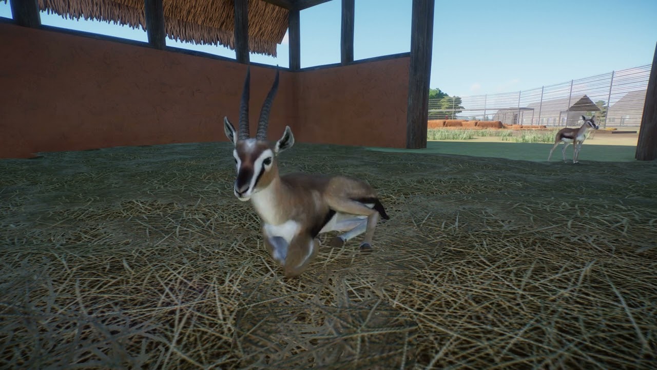Thompsongazelle