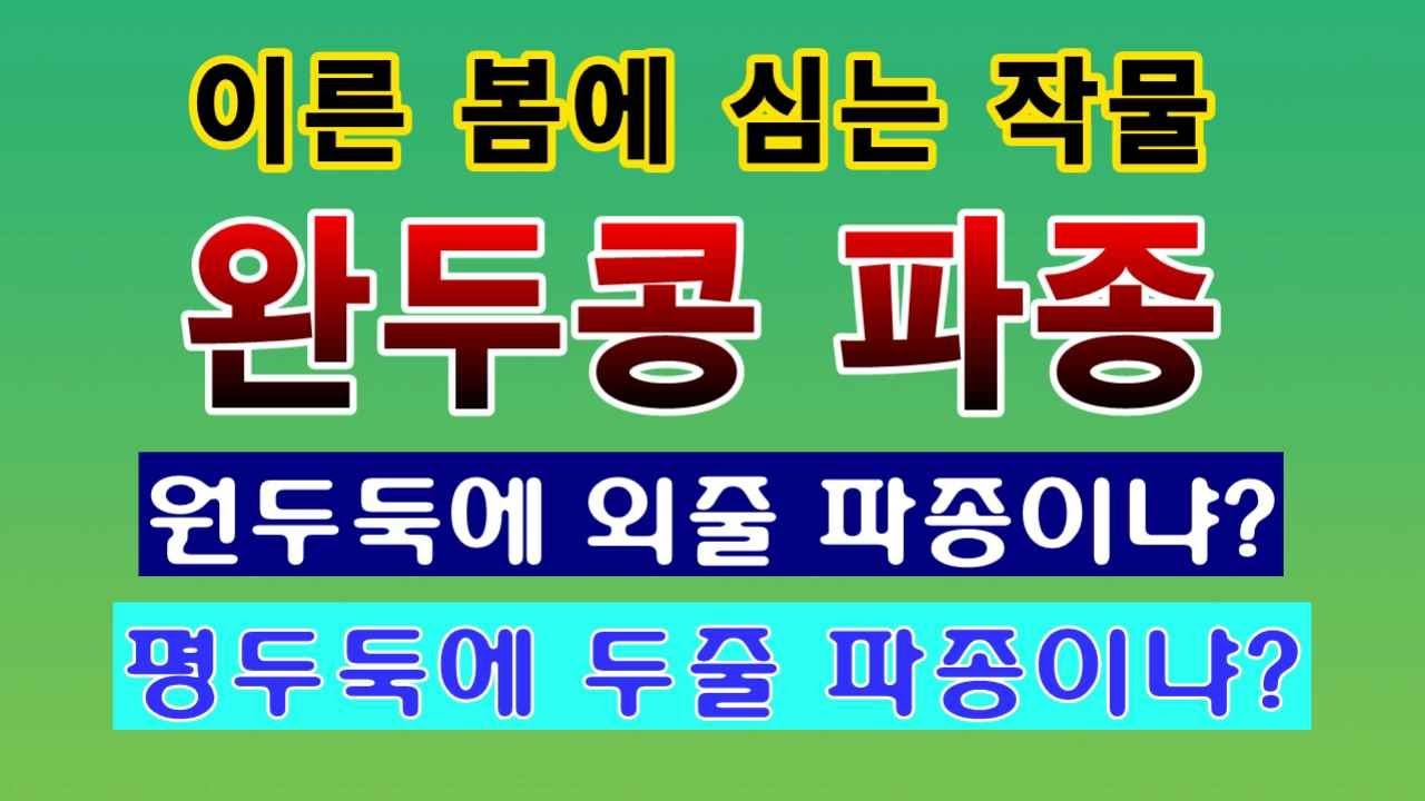 [텃밭농부. 1,351]  이른봄에 심는 완두콩 파종하는 방법. 원두둑 외줄심기 