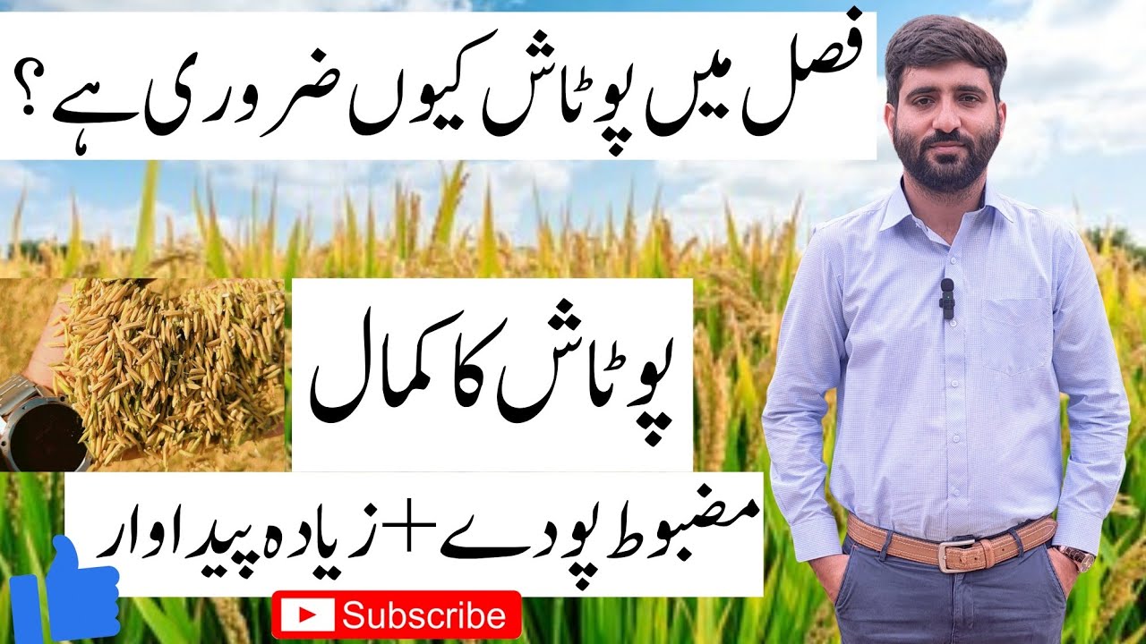 Why Potash is Essential for Rice Crop Growth | Benefits of Potash Fertilizer 2025| grains health k&plusmn;