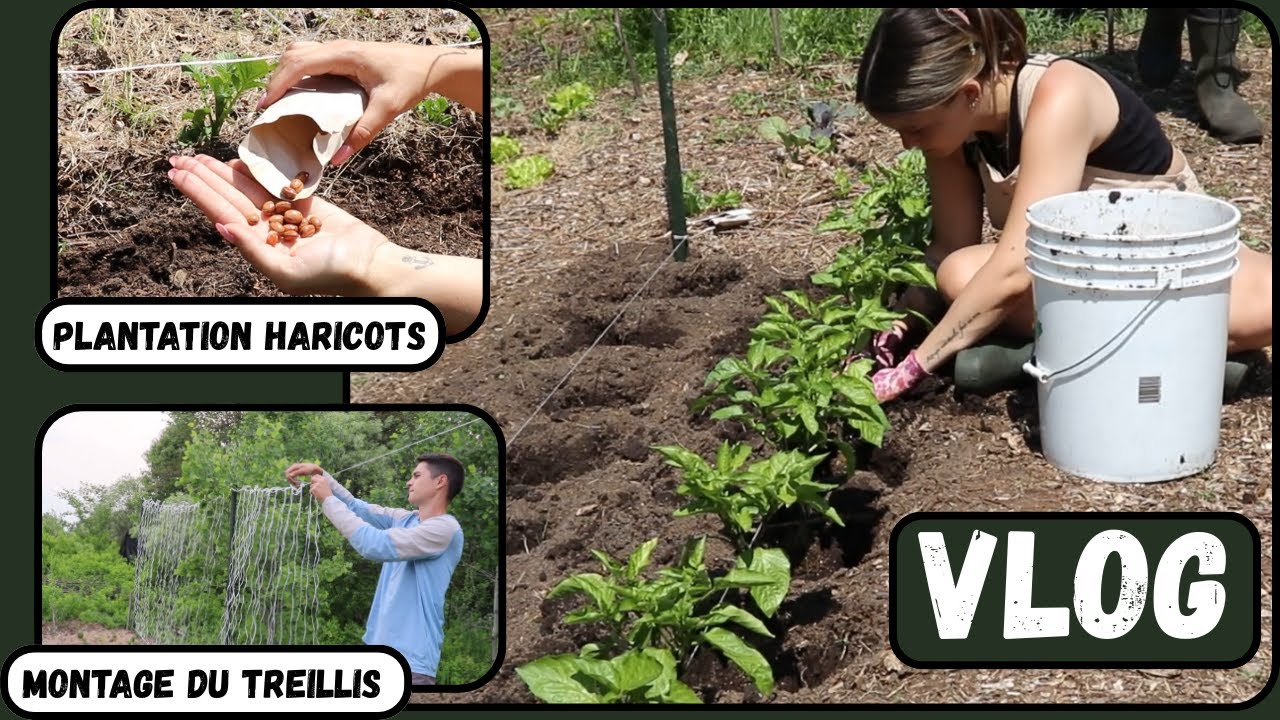 JUIN au JARDIN:  C'est le temps de TOUT PLANTER !