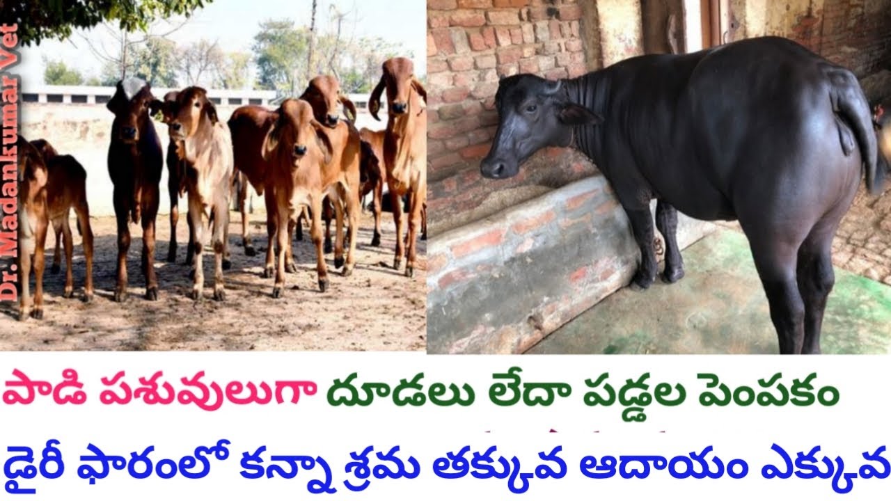 Is Calf Rearing the Best Business in buffalo and Cow Farming Telugu | Dr. Madankumar Vet