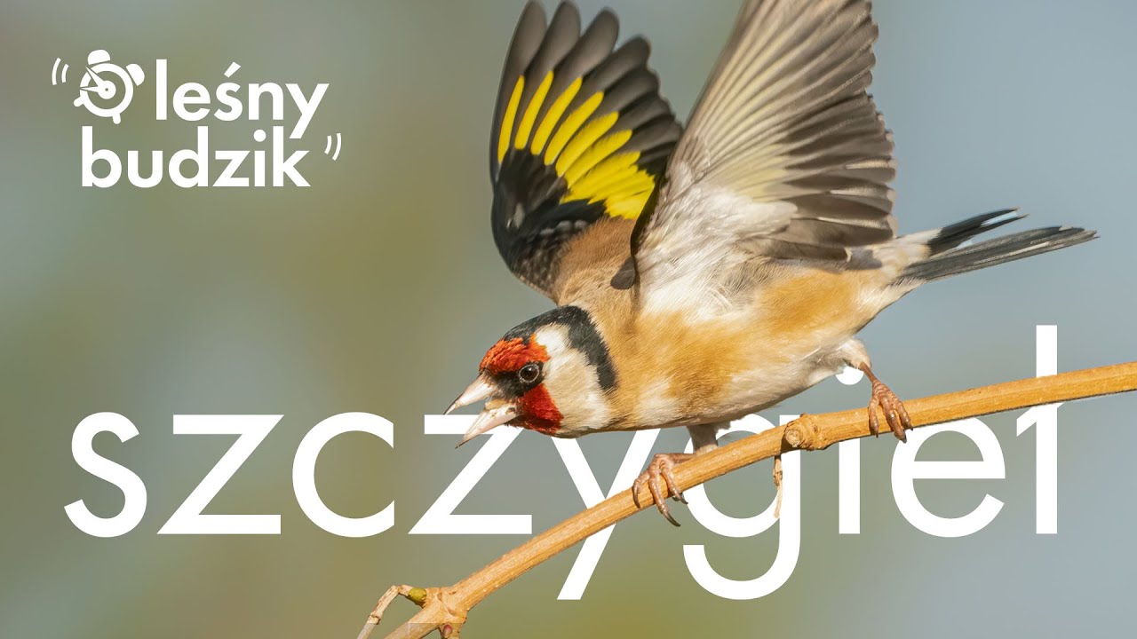 Leśny budzik - Szczygieł