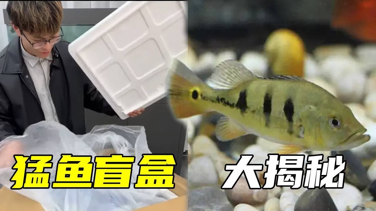 究竟是一些什么样的鱼还需要空运！快来一起看看吧，有没有你的心上鱼 ！【鲁伟学长】
