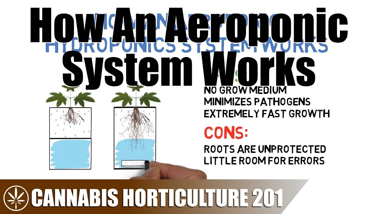 How An Aeroponic Hydroponic System Works