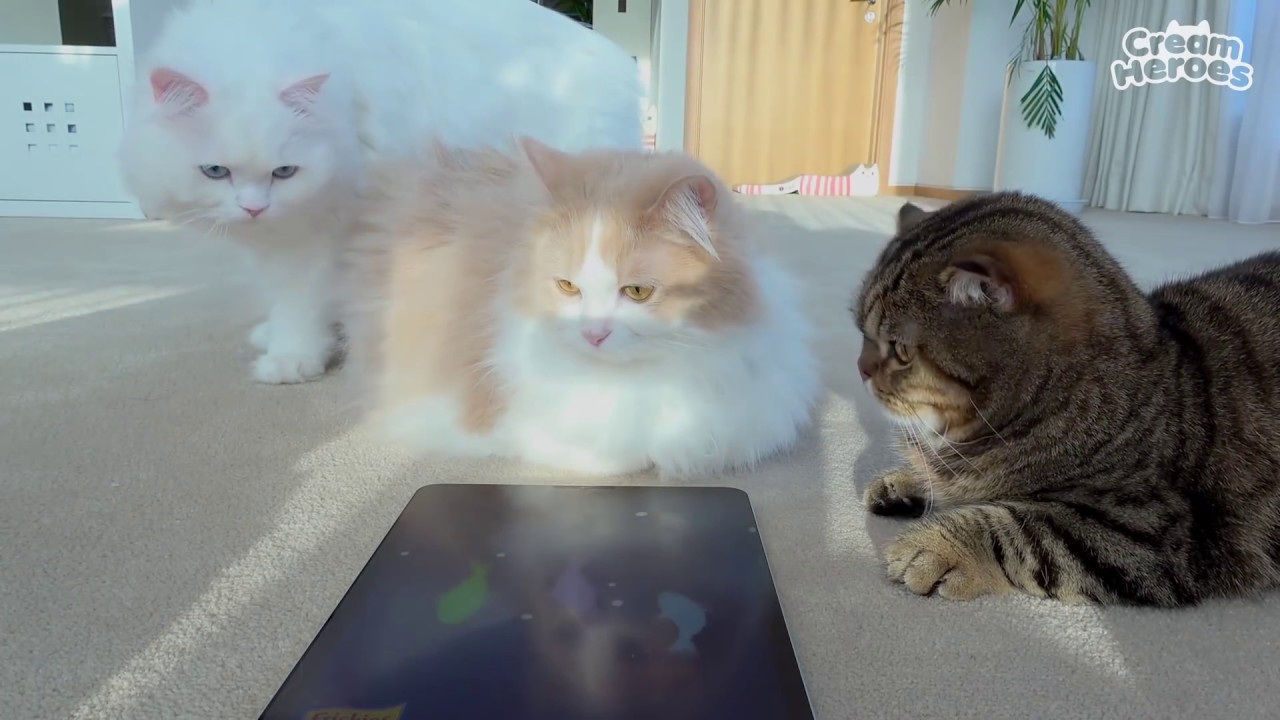 Bought A Toy For Kitties With Paying In 3 Installments (ENG SUB)