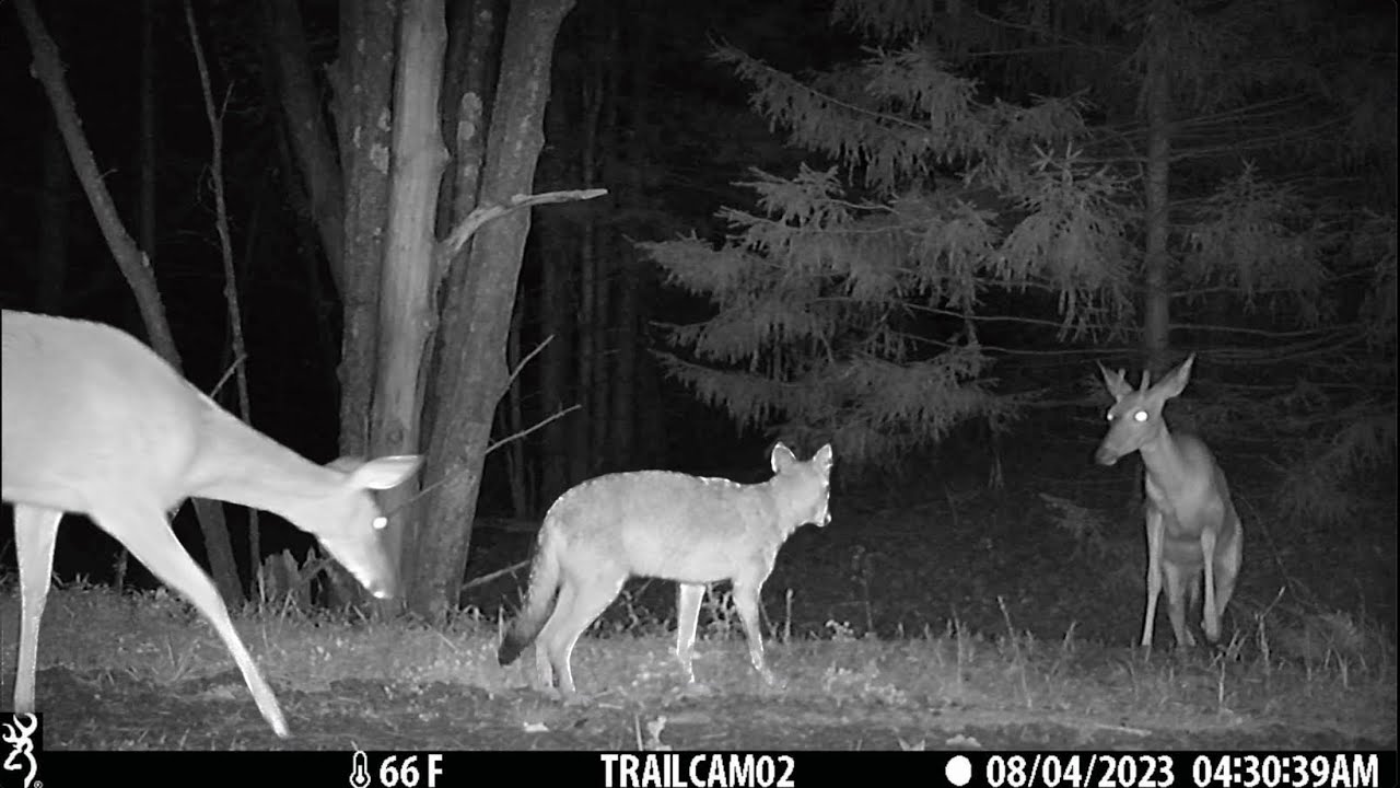 Best Trail Camera Videos Of The Month (August 2023)