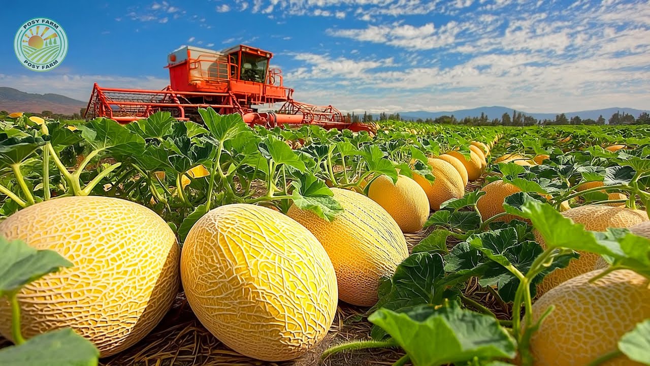 How Farmers Grow and Harvest Millions of Cantaloupes – Inside Cantaloupe Farming