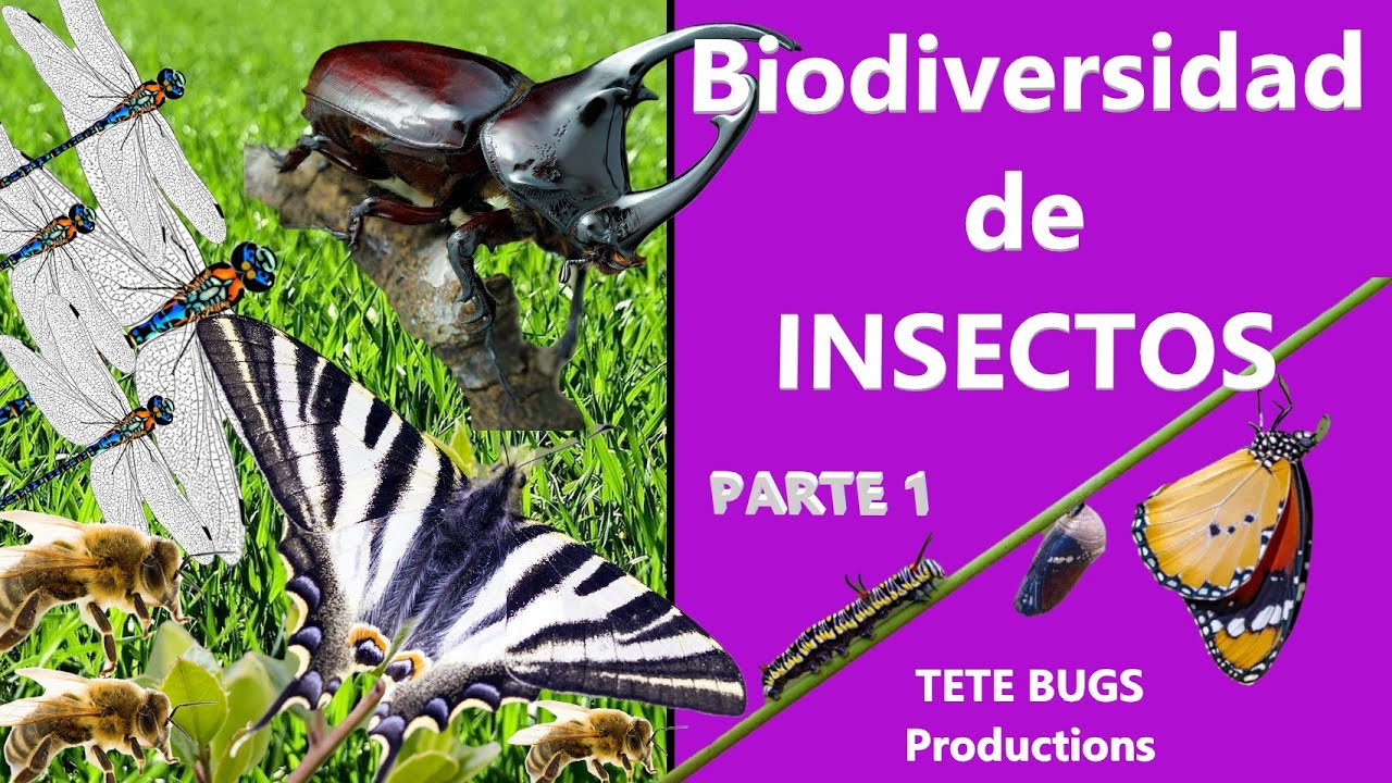 BIODIVERSIDAD de INSECTOS | Parte 1 | TeteBugs