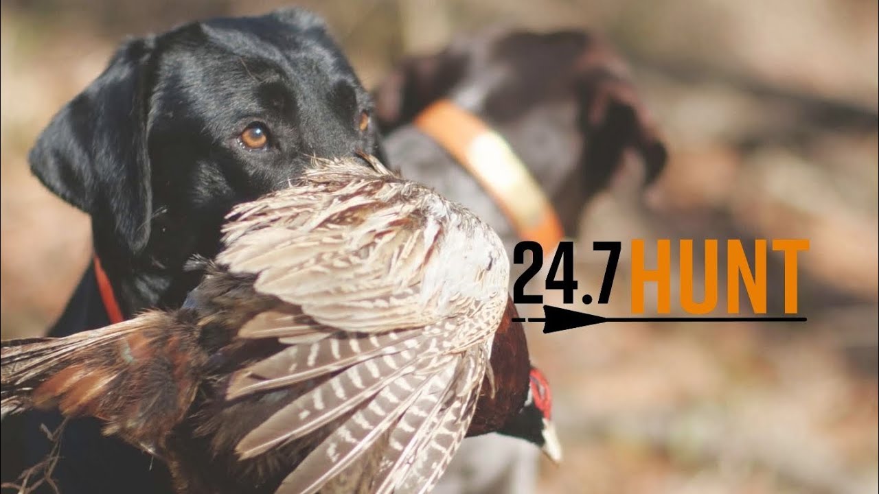 Quail Hunting - 24.7Hunt Georgia Pines - Season 1 Ep.5