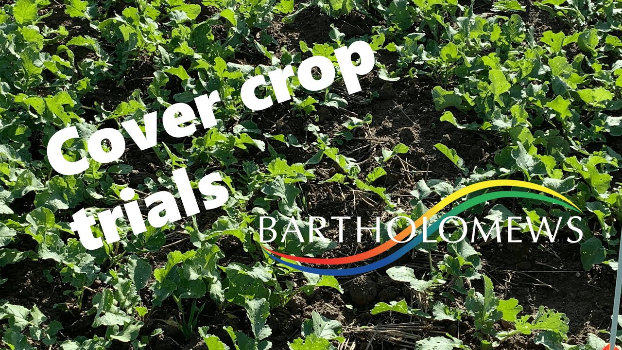 A look at our cover crop trial - Bartholomews