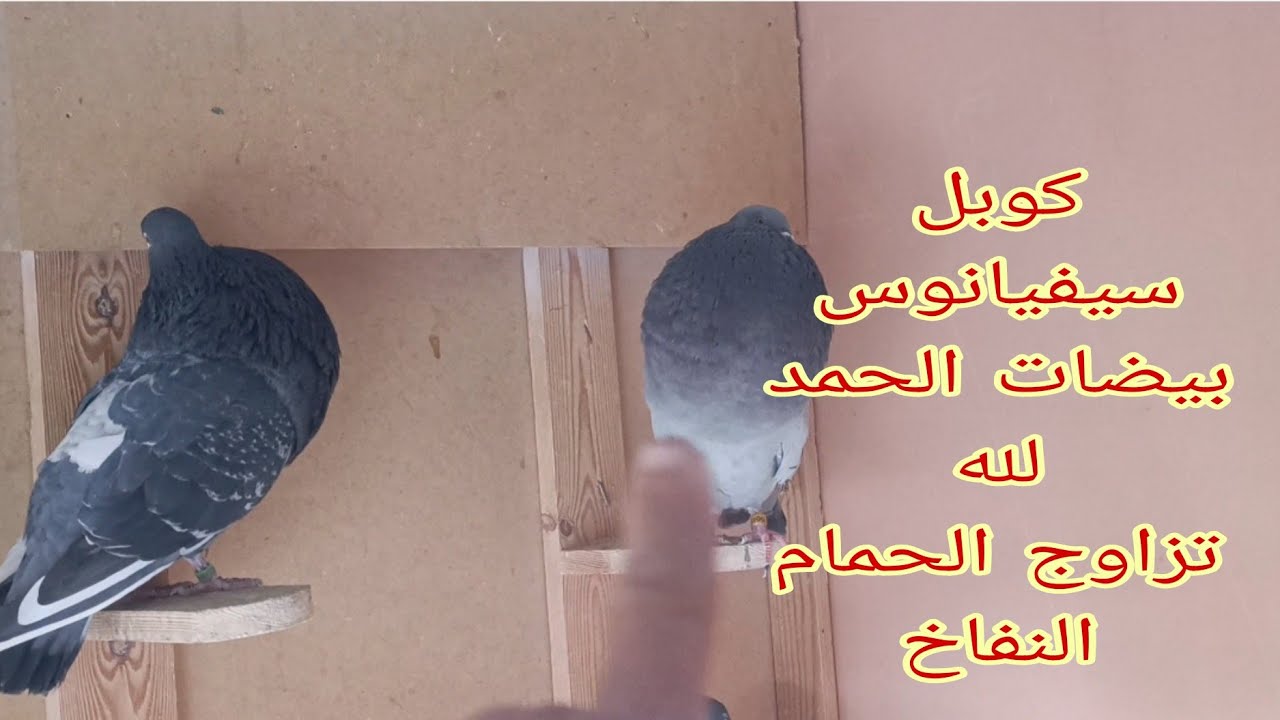 كوبل سيفيانوس حطت البيض تزاوج الحمام النفاخ