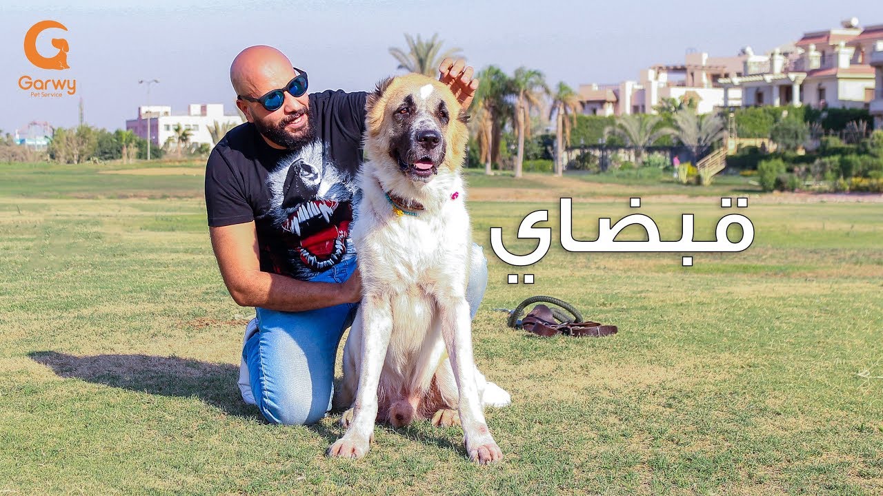 كلبك علي ما تربيه 4 - قبضاي كلب الاباي