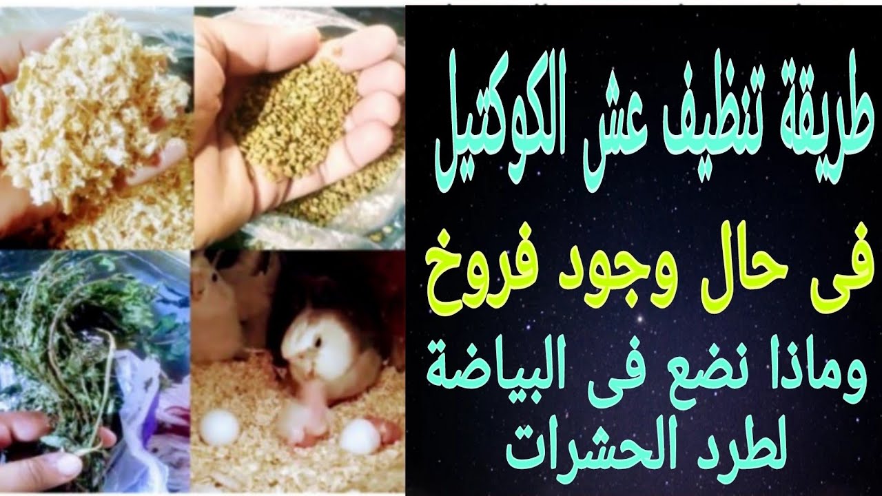 طريقة تنظيف عش الكوكتيل (البياضة) أثناء وجود الفروخ والتخلص من الحشرات وطردها من البياضة بعدة طرق