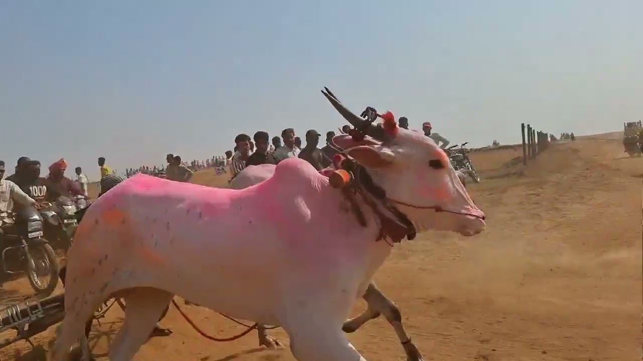 पाडळी यात्रा आदत दोन्ही एकत्र पूर्ण पट्टा