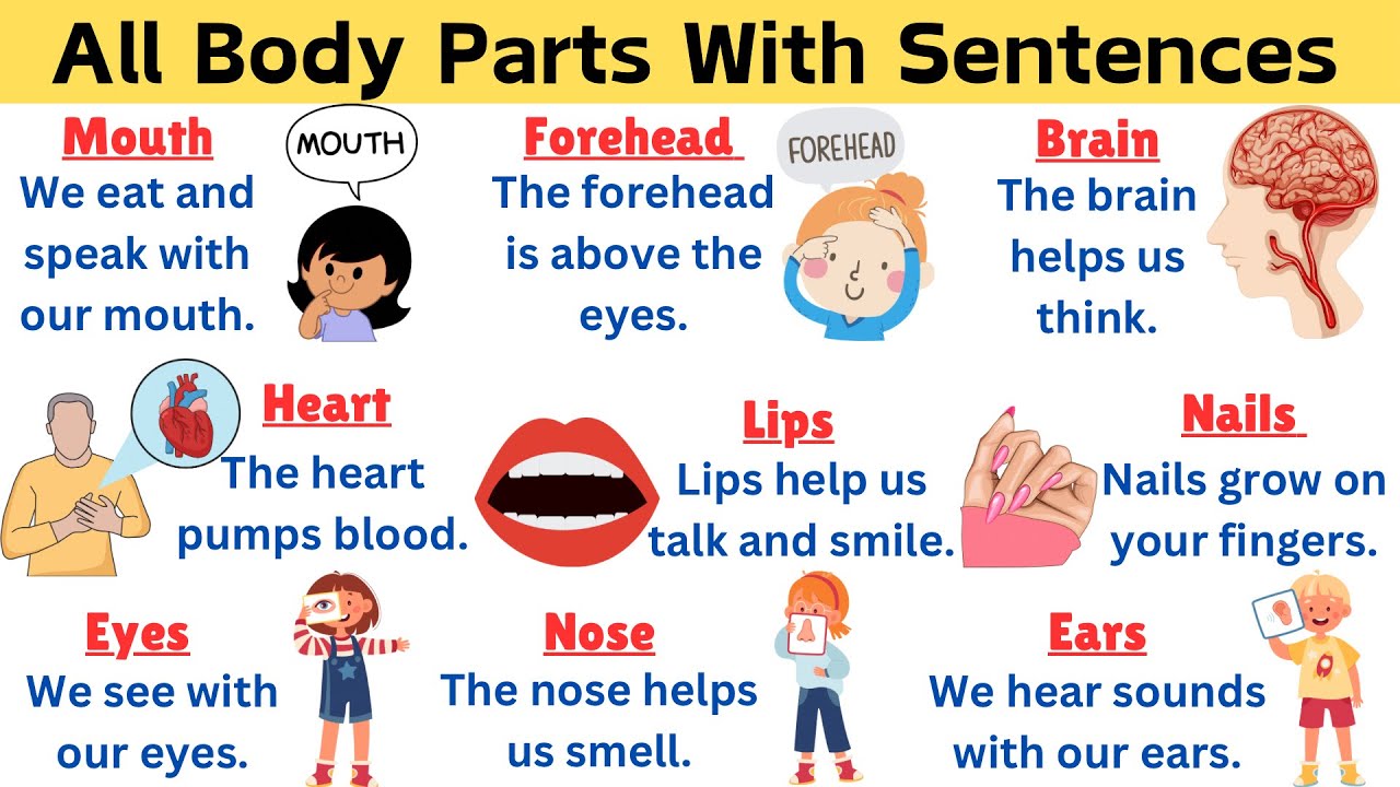 Parts Of Body in English | Learn Body Parts with Short Sentences | Fun & Easy for Kids | Vocabulary