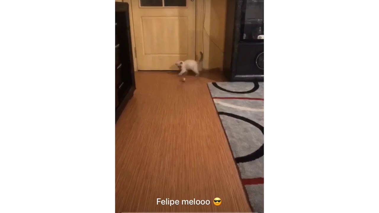 Melonun  eğlencesi