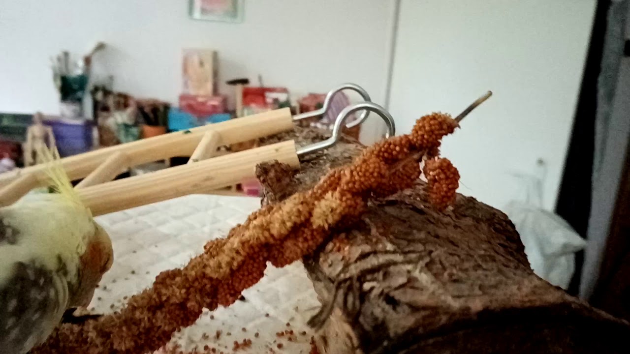 Něco o korelkách. Je lepší samec nebo samička?