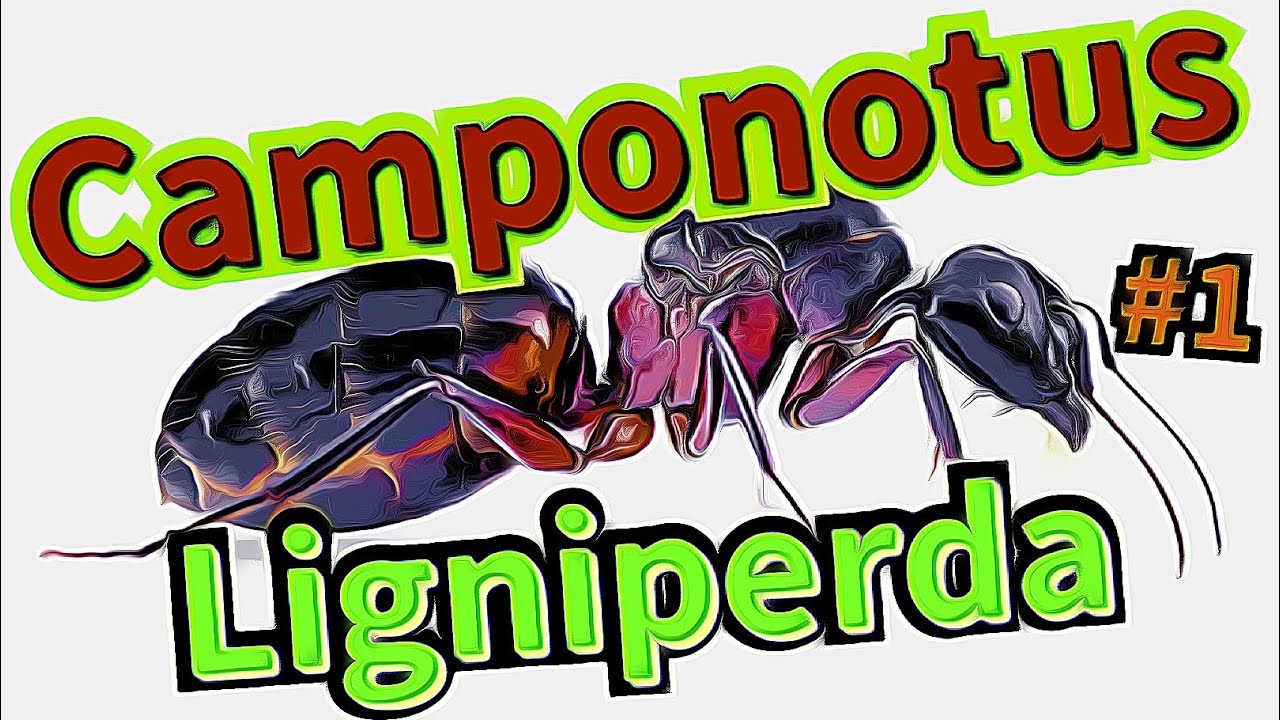 Camponotus ligniperda #1 Start nowej kolonii !!!