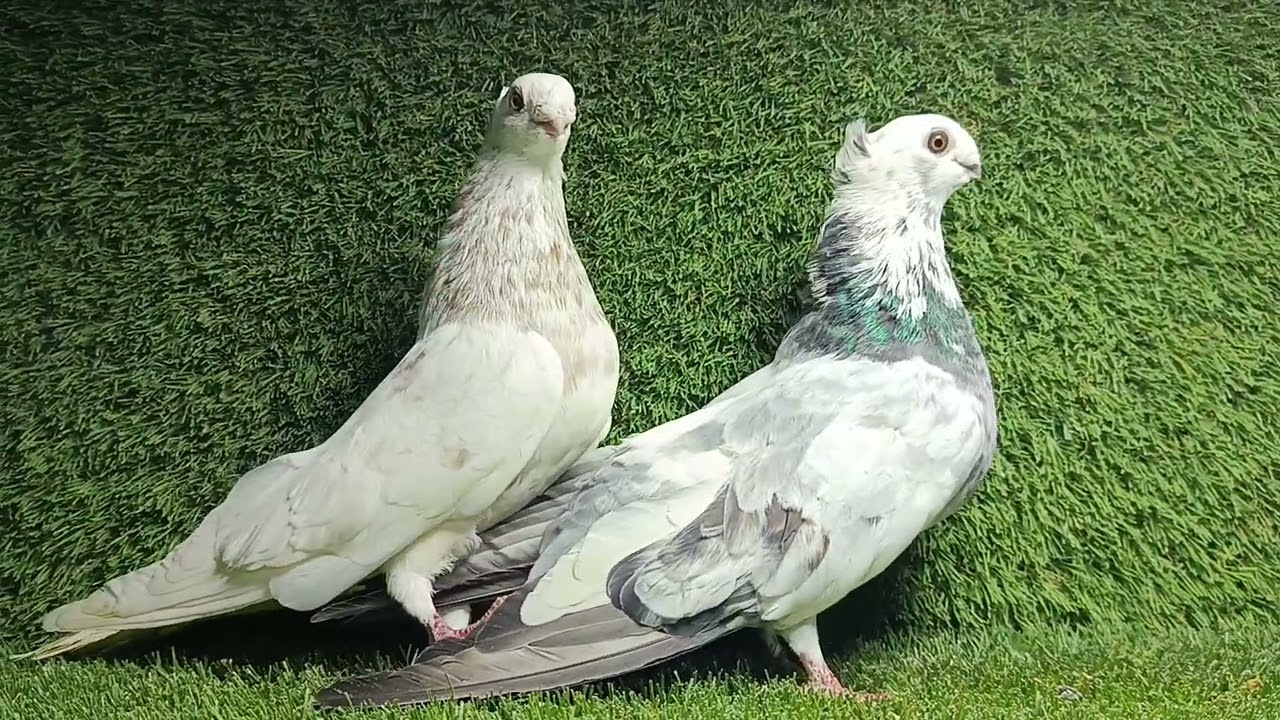 اهداء للراغبين الاسكندريه 01223107799/01010470818