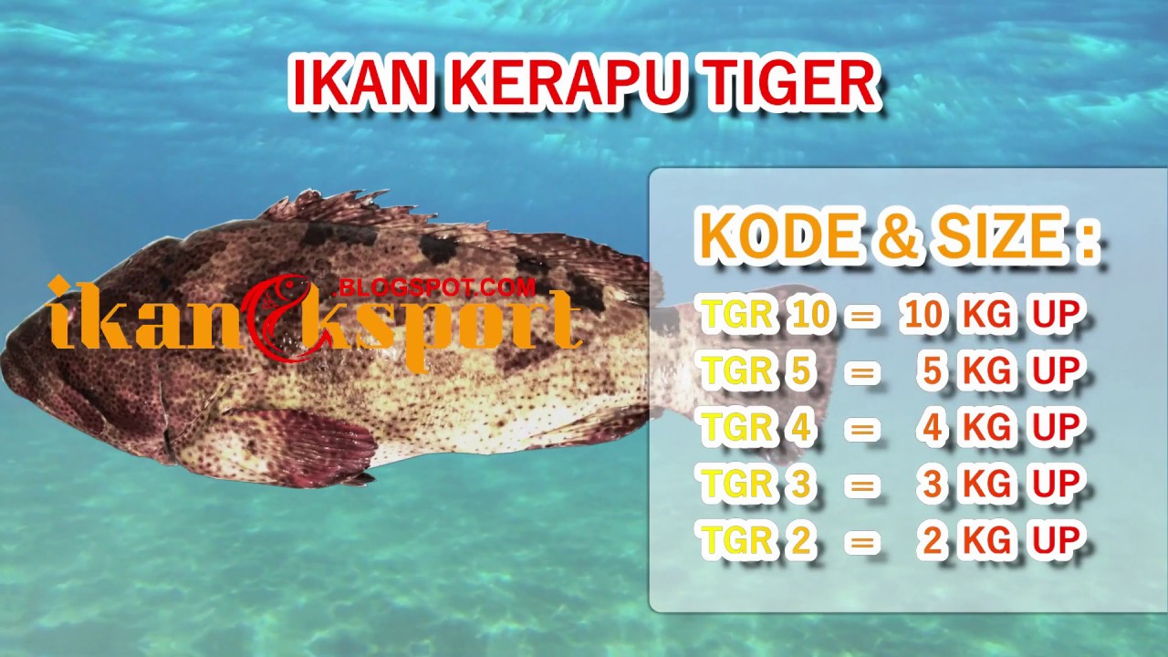 IKAN KERAPU TIGER | edukasi bisnis ikan eksport