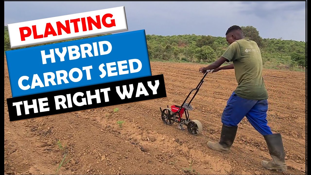 Vegetable Farming in Zambia: Sowing Hybrid Carrot Seed using a Chapin Seed Planter