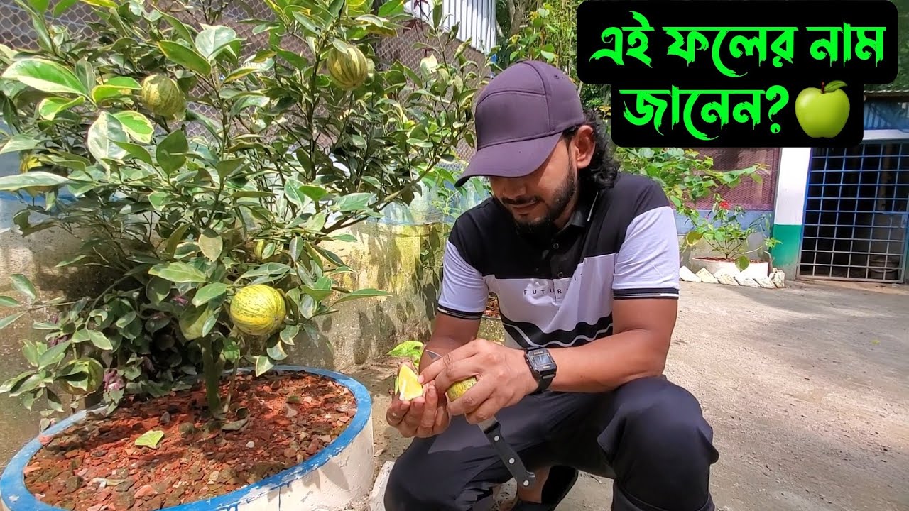 খামারের নতুন ফল,,,এই ফলের নাম জানেন 🍏