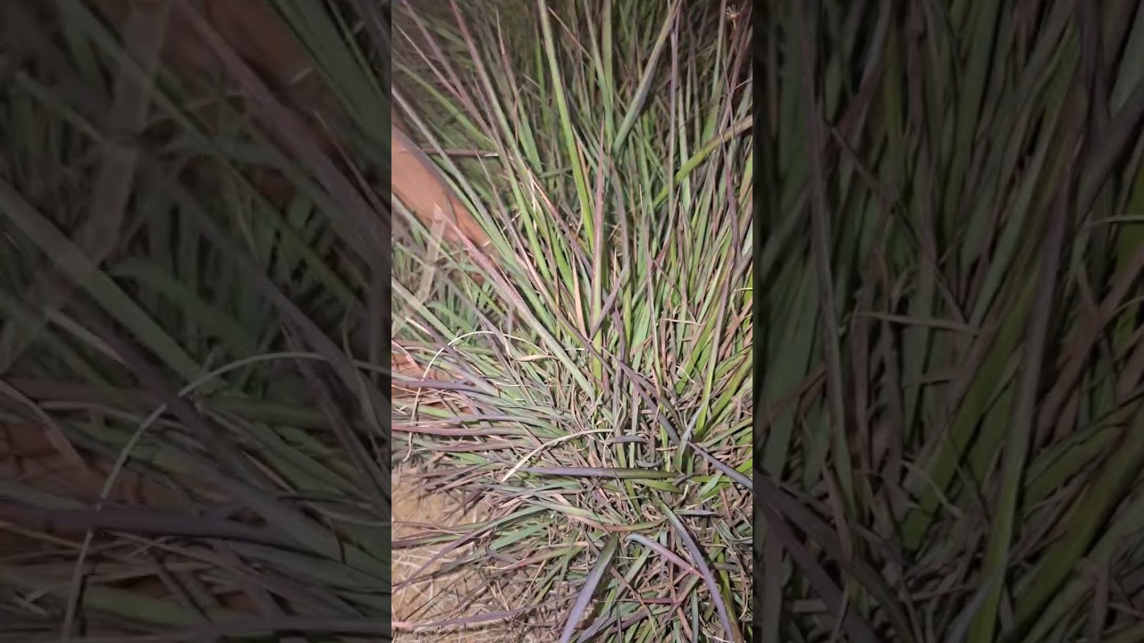 check quail nests #shortvideo #viral