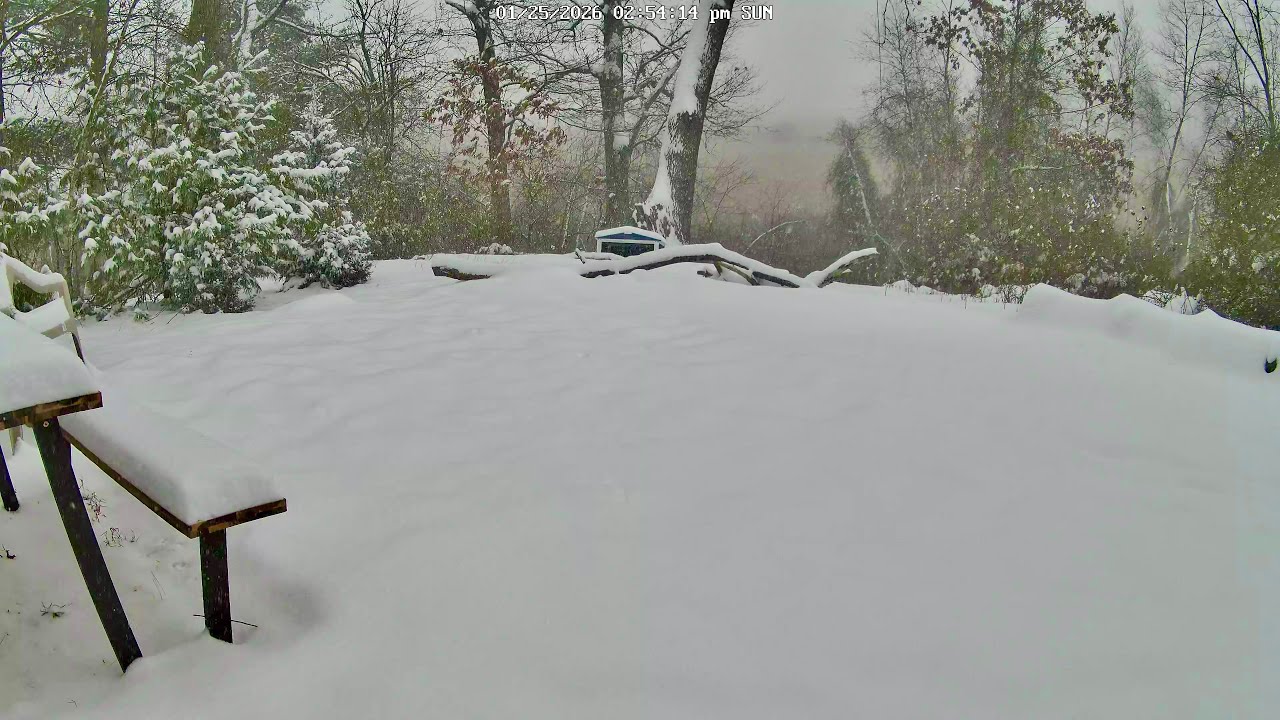 LIVE Snowy Scenery and Nighttime WILDLIFE Watch!!!