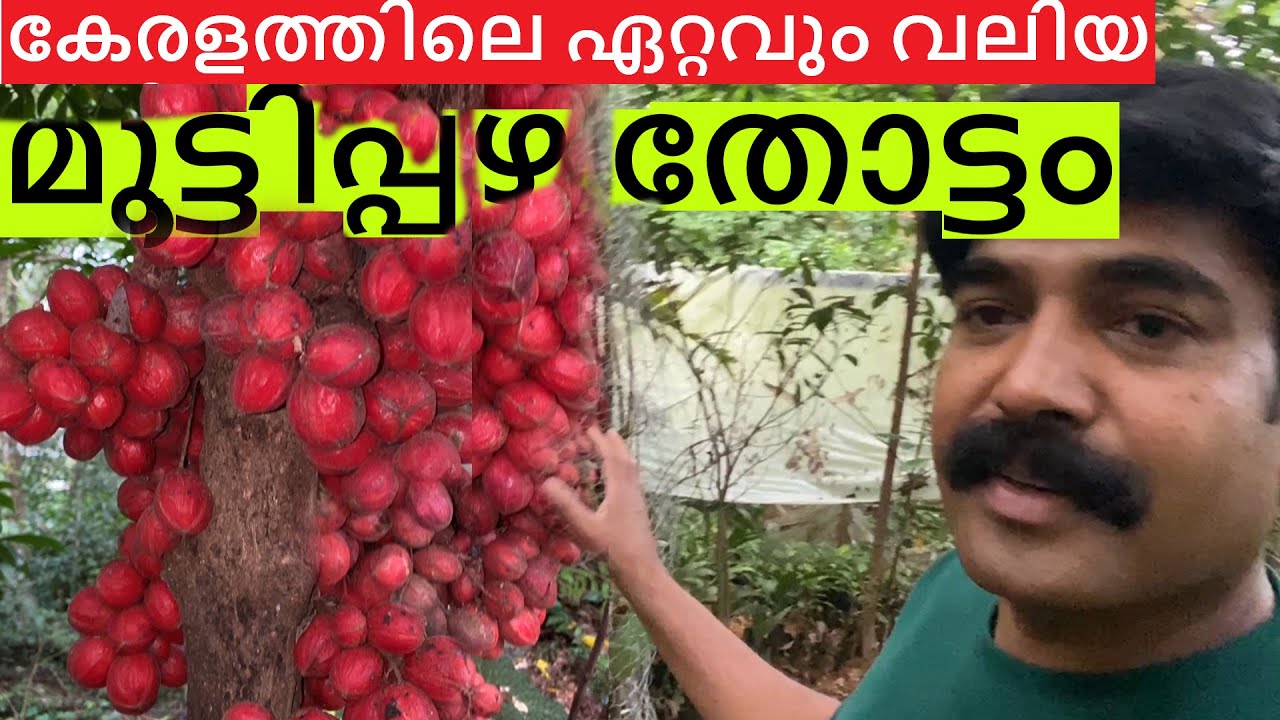 Rare Tropical Fruits in Kerala | Mootti fruits Malayalam Vlog