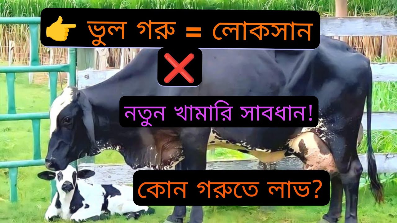 নতুন খামার শুরু করবেন? 🐄 কোন গরু দিয়ে খামার শুরু করা লাভজনক | সুবিধা ও বড় ভুলগুলো জানুন