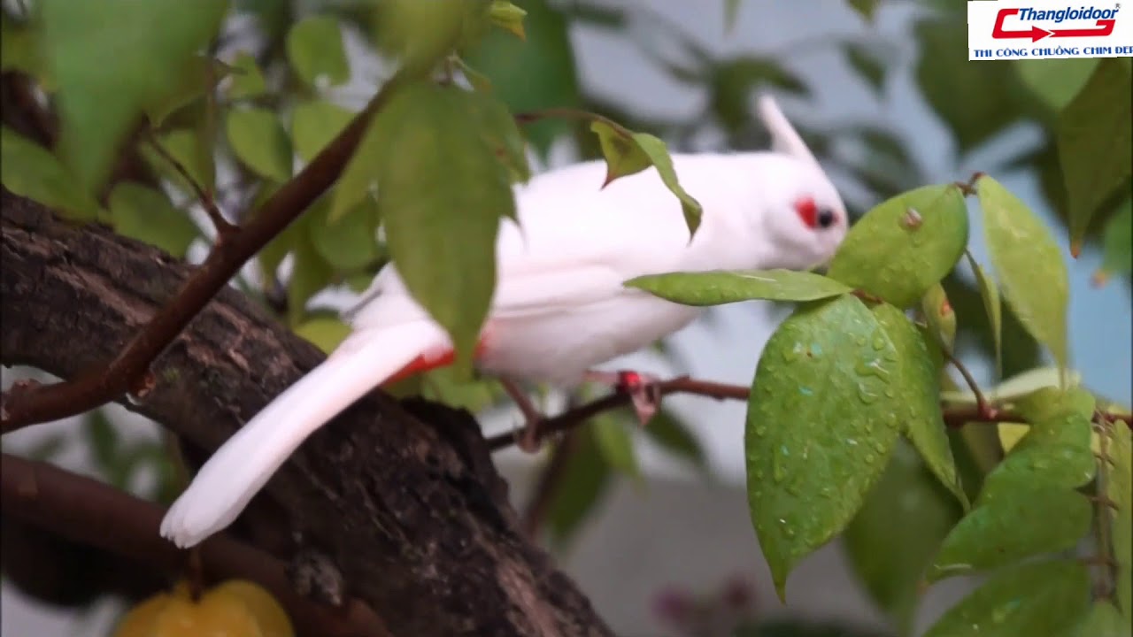 Aviary nuôi chim cảnh 50m² trên sân thượng tại HCM, kỹ thuật làm chuồng AVI.