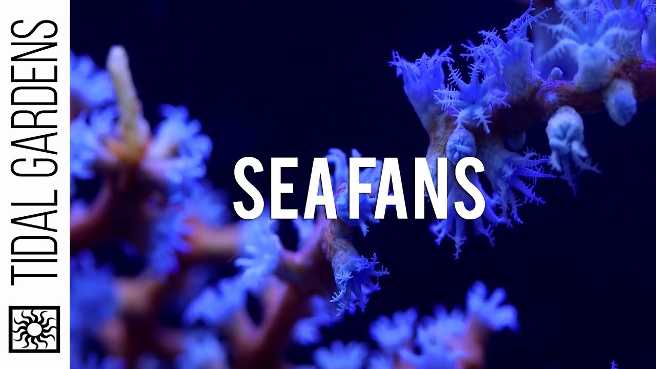 Gorgonian Sea Fan Corals