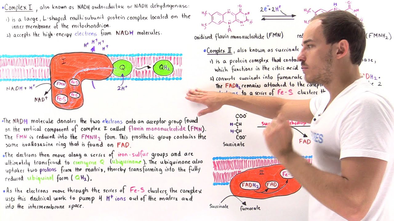 Complex I and II of Electron Transport Chain
