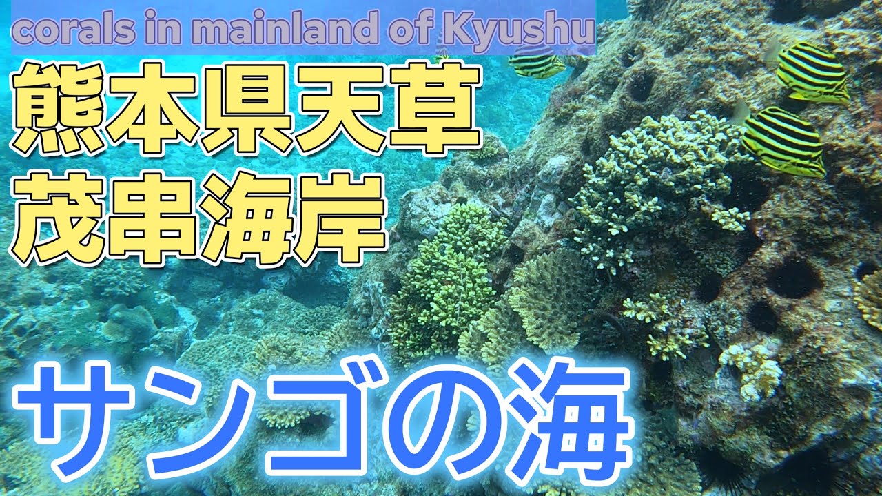 沖縄じゃなくてもサンゴの海！熊本・茂串海水浴場でシュノーケリング