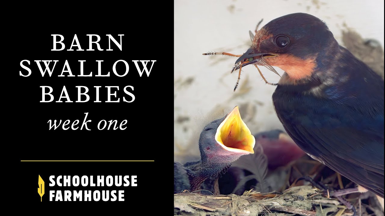Baby Barn Swallows  |  Week 1