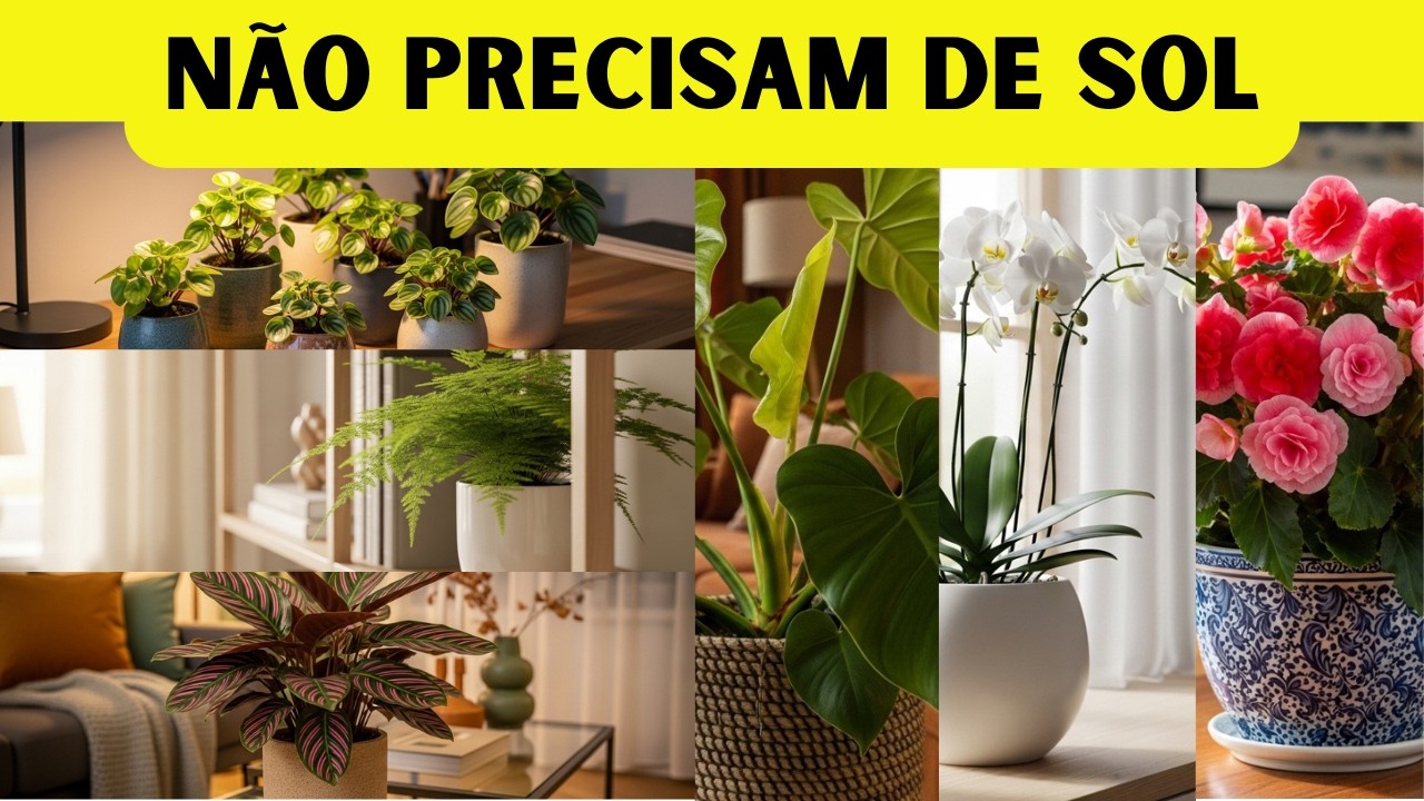 20 PLANTAS de SOMBRA Perfeitas para INTERIORES