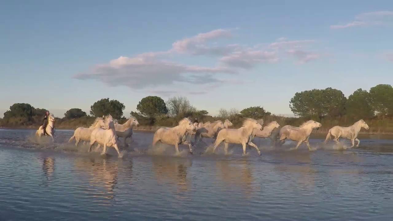 Ride of the Camargue Horses