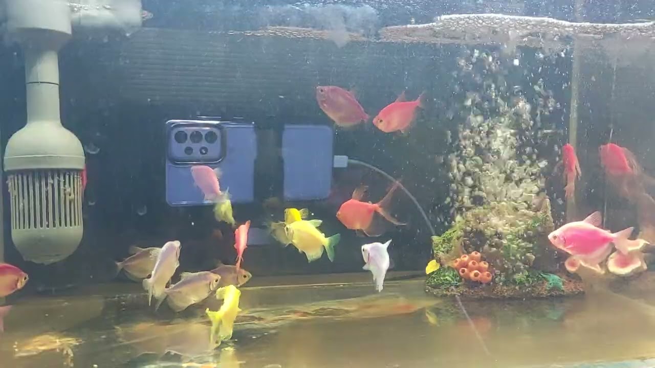 Relaxing Aquarium Fish Tank Sounds no music