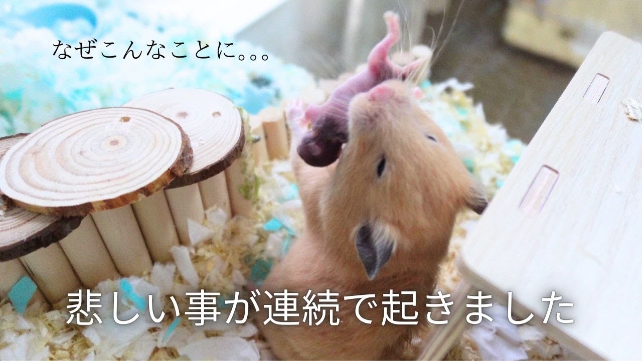 【悲報】ハムスター子食いしかしそれだけではありませんでした…