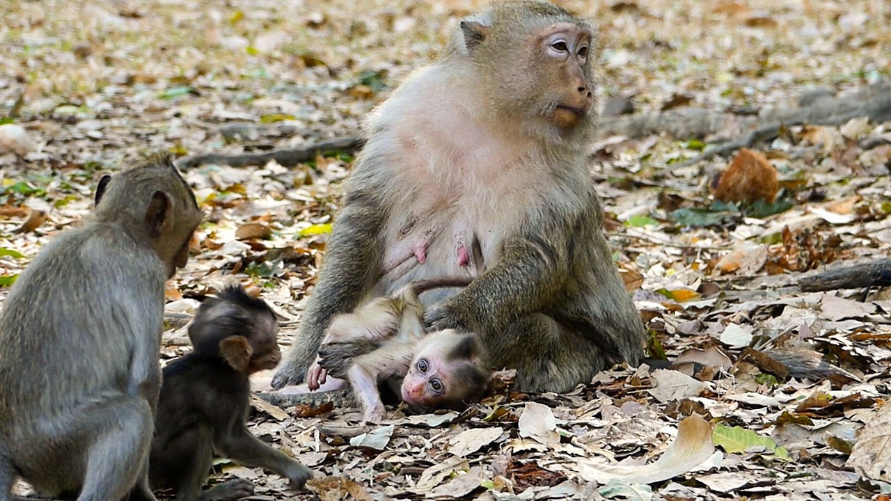 Peaceful forest calm | Boris the baby welcomes his friend (Bessie) while she visits him