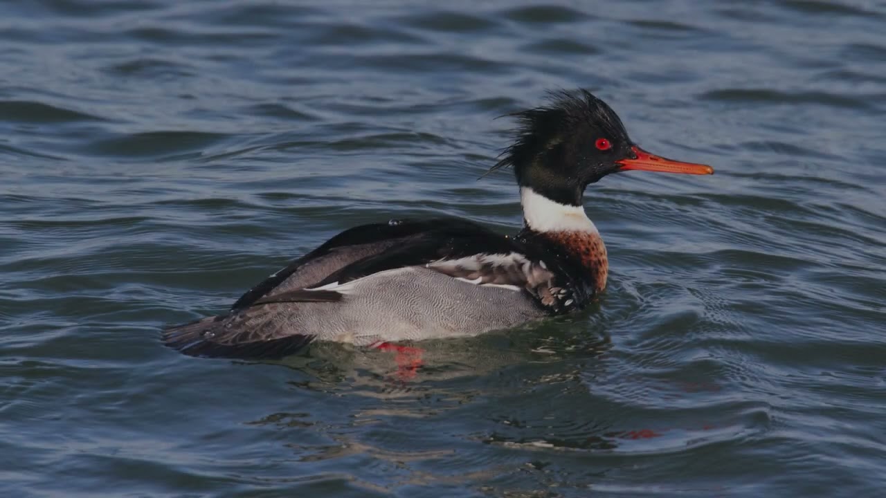 The Red Breasted Merganser: Close Up HD Footage (Mergus serrator) #birds #birdslover #wildlife