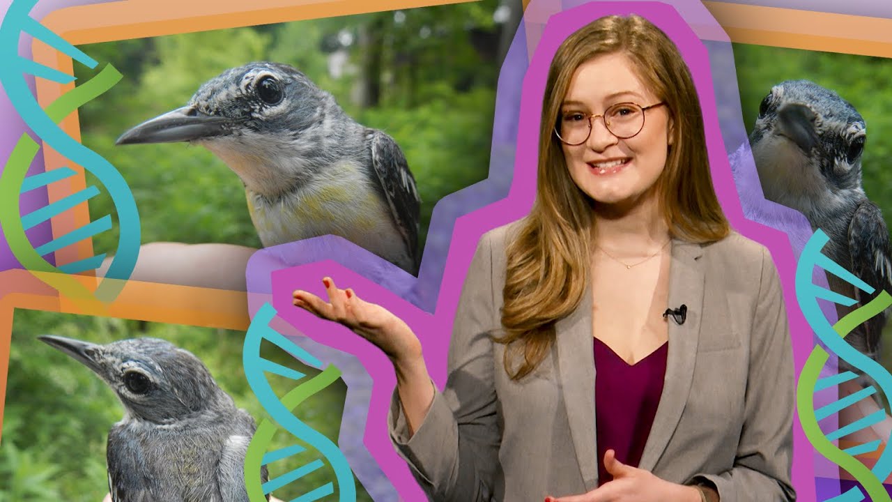 Using Genetics to Discover Hybrid Birds | Spot on Science