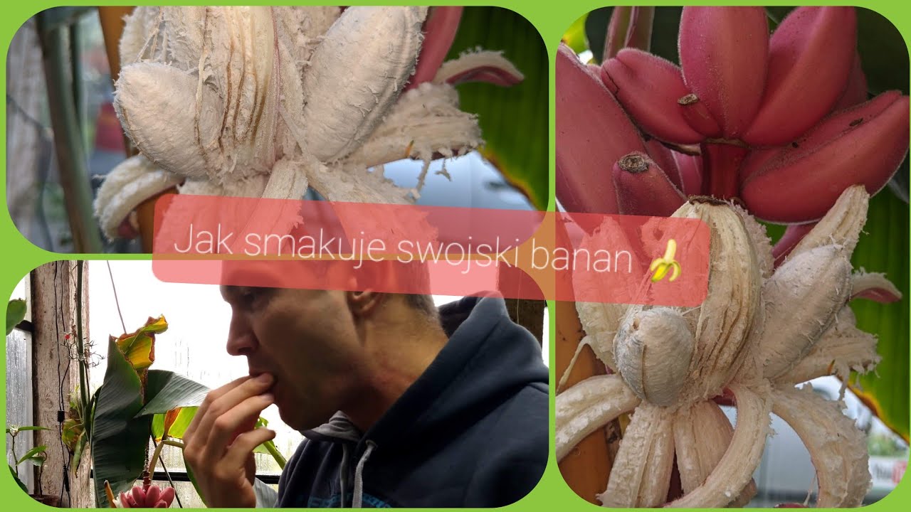 #1167-✅Swojski banan-Jak smakuje z własnej uprawy.Jak szybko rośnie,uprawa, darmowe uprawy 🤝👍