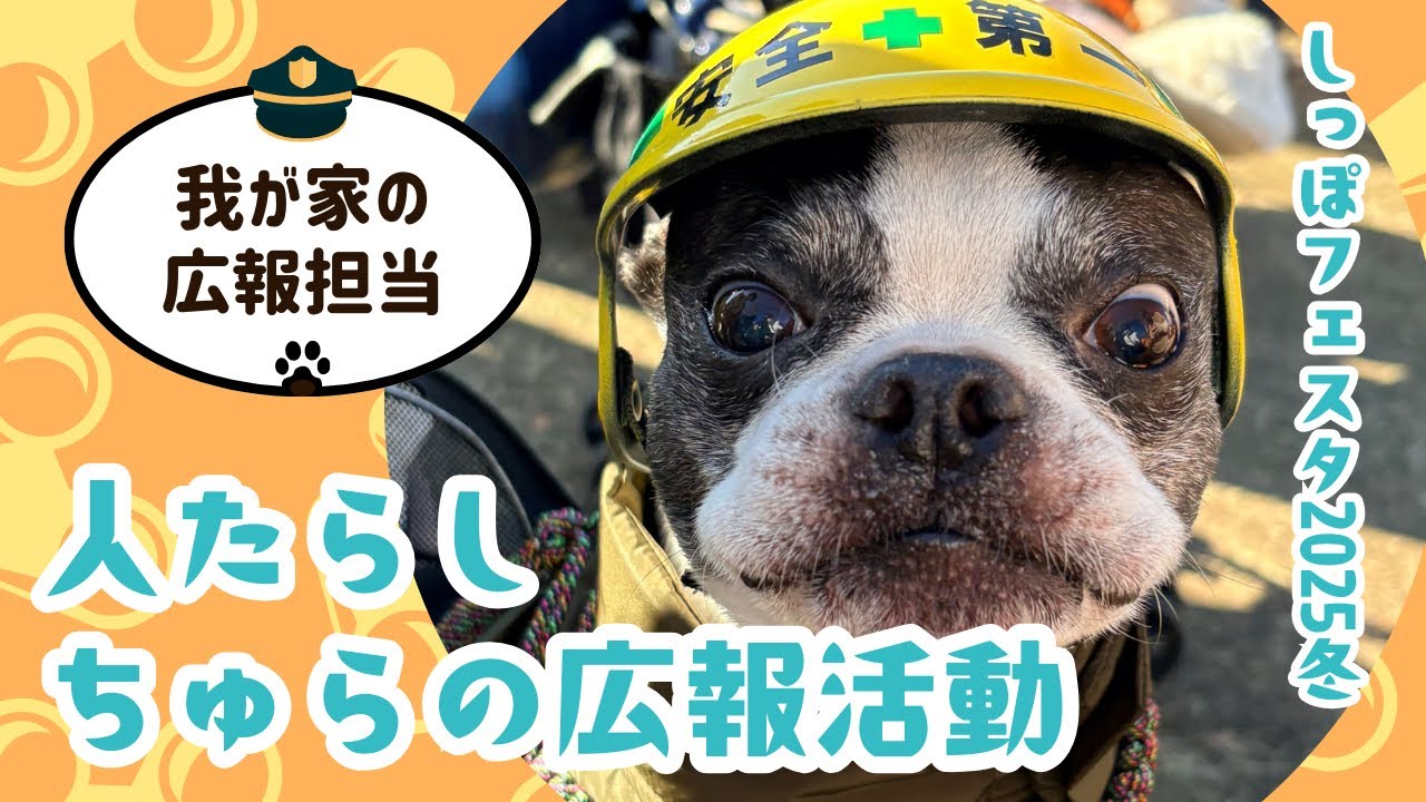🐶🆗しっぽフェスタ2025冬　人たらし“ちゅら“の広報活動｜ラテ君、Ｋ君、LEO君ありがとう❗️