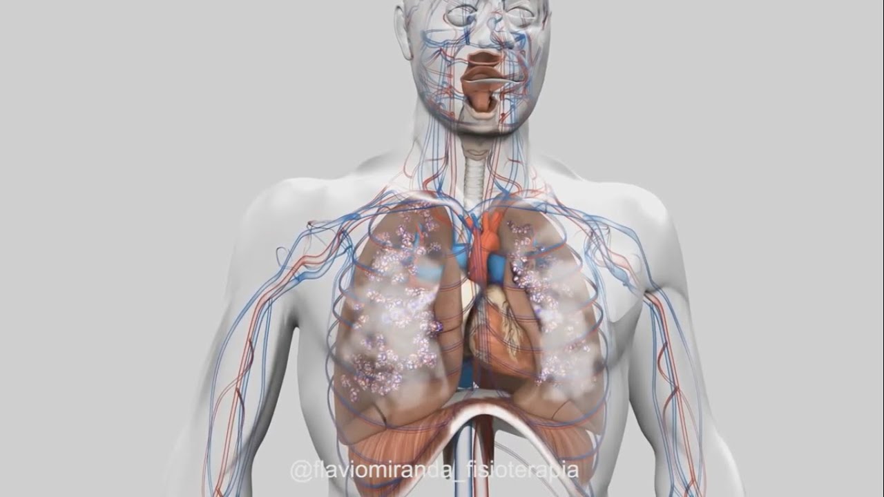 SISTEMA RESPIRAT&Oacute;RIO