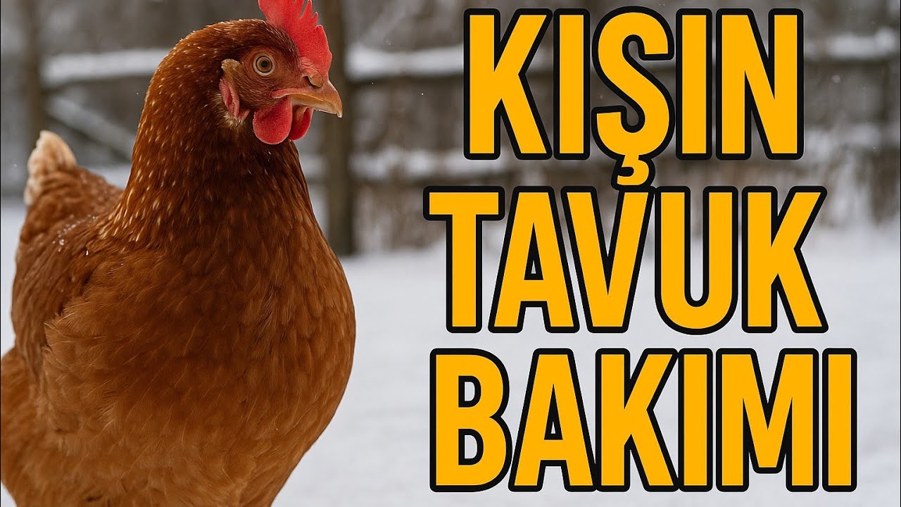 Kışın tavuk bakımı / kışın tavuk yumurtlaması için ne yapılır 