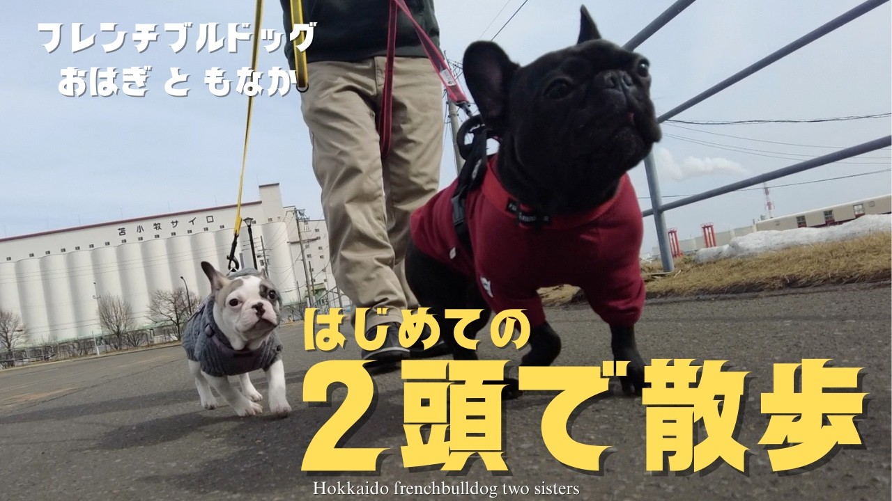 初めての２頭散歩｜北海道 フレンチブルドッグ／First Time Walking Two Dogs | Hokkaido French Bulldog #フレブル #多頭飼い #犬のいる暮らし